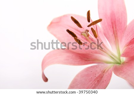 Beautiful pink flower isolated on white background