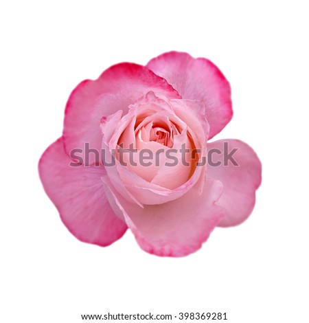 Pink rose isolated on white background