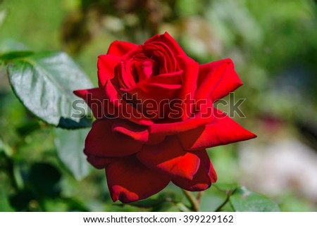 Rose flower.
Beautiful wild rose .