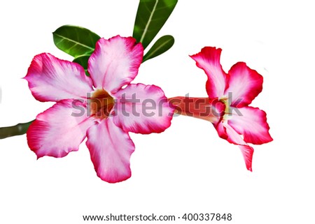 tropical pink flower or Desert Rose or  Impala Lily or  Mock Azalea isolated on white background.