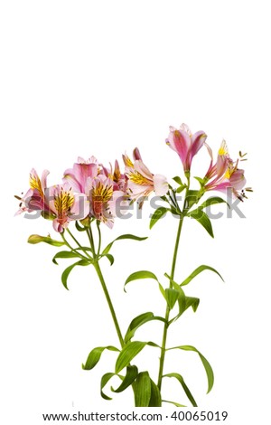 Colorful lilies isolated on the white background