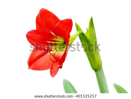 Amaryllis flower on white background