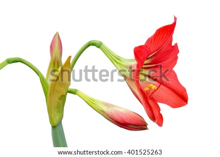 Amaryllis flower on white background