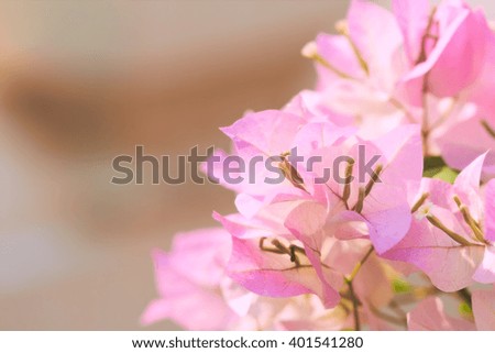 Pink petals of flower