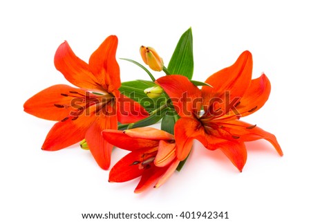 Lilly flower with buds isolated on a white background.
