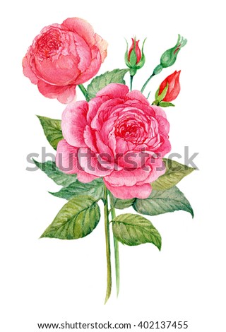 rose illustration watercolor
