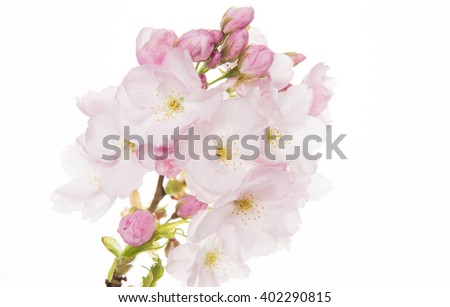 Close Up of Light Pink Cherry Blossoms on White Background