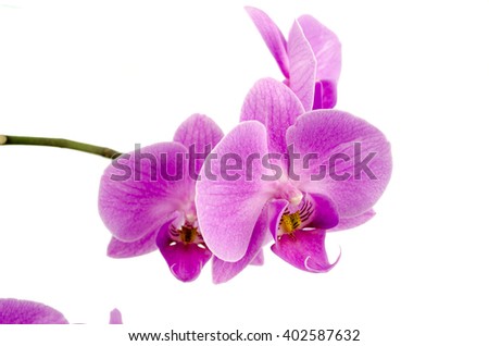 Pink streaked orchid flower, isolated / Streaked orchid flowers. Beautiful orchid flowers /  orchid on white  background / Orchids / Pink Orchid closeup 