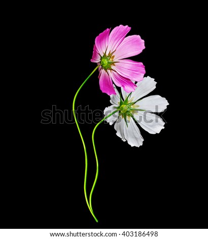 Cosmos flowers isolated on black background. Beautiful spring flowers