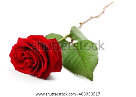 Fresh red rose isolated on white