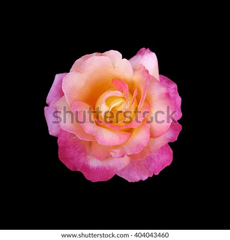 Colorful rose isolated on a black background