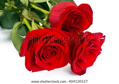 Beautiful Red Roses Flower Isolated on White Background