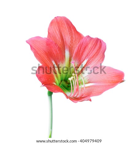 Red Hippeastrum flower isolated on whith 