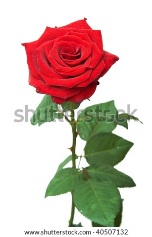 one red rose on white
