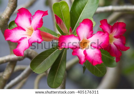 Adenium obesum (Desert Rose; Impala Lily; Mock Azalea) with blurry background:select focus with shallow depth of field:ideal use for background.