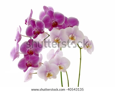 purple and pink orchids