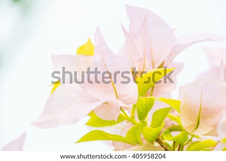 Close up of pink bougainvillea flowers, Thailand