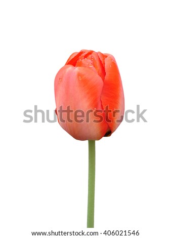 Red tulip flower bud on a white background
