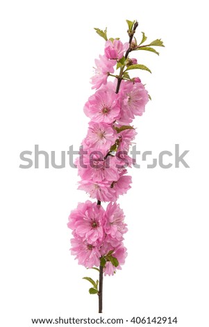 almond blossoms. almond tree pink flowers close-up with branch 