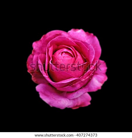 Bright pink rose on a black background