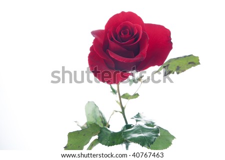 A red rose flower isolated against a white background in the horizontal format.