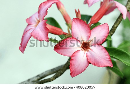 Azalea flower