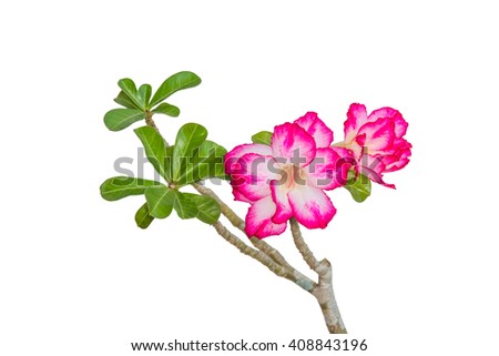 Pink Desert Rose or Impala Lily flower