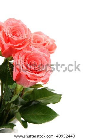 Fine roses