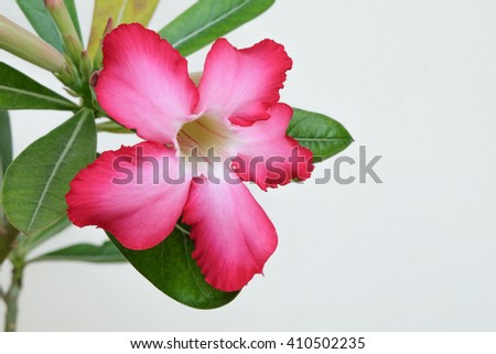 Desert Rose-Impala Lily- Mock Azalea