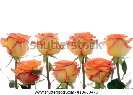 On a white background rows of yellow-orange roses chequerwise, free space for text.