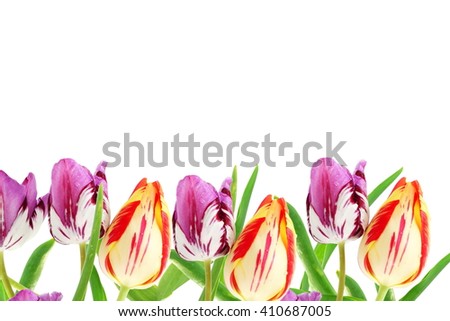 colorful spring tulip flower