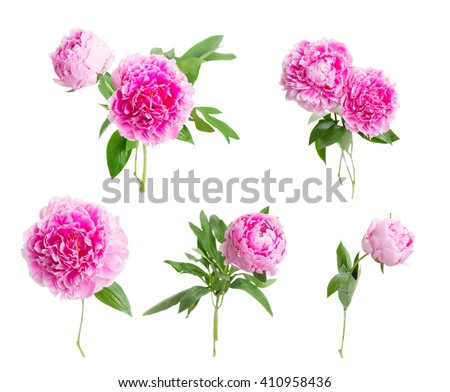 set of pink peony flowers isolated on white background