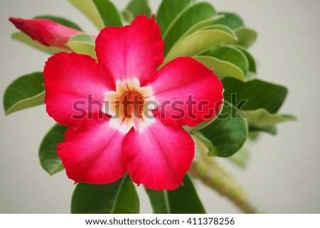 Red flower azalea flower in the garden, Close-up