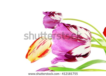 colorful spring tulip flower as background with text copy space