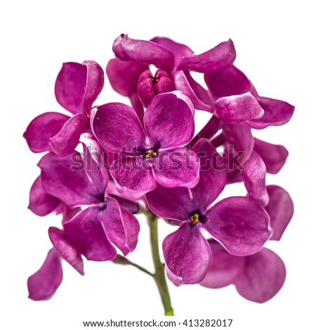 Purple flower lilac, Syringa vulgaris, isolated on white background