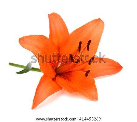 beautiful orange lily flower