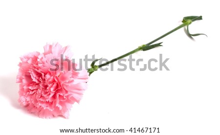 Pink carnation isolated on white background
