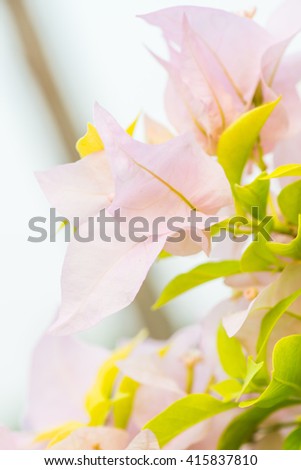 Close up of pink bougainvillea flowers, Thailand