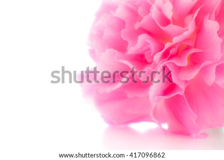 Close up pink carnations flower on white background