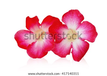 beautiful wet red tropical flower and petals Plumeria flower isolated on white background with clipping path