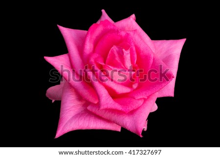 Pink rose isolated on black background closeup deep focus