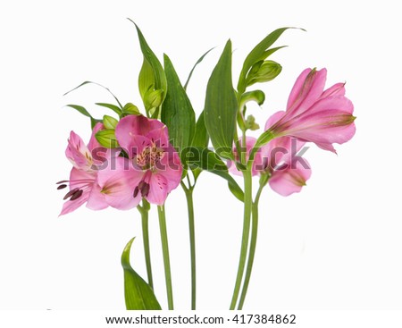 Flower, orchid isolated on white background