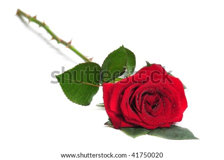 Rose lies on a white background