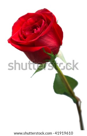 Perfect red rose isolated on white.