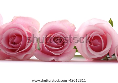 Three bright pink roses