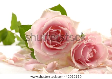  Macro of pink rose with petal