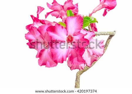 Azalea flowers pink.