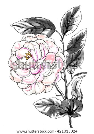 White pale pink Peony flower blossom. Hand drawn watercolor tropical flower isolated on pink background. Botanical wedding illustration for printing products, cards, invitation. Japanese style.
