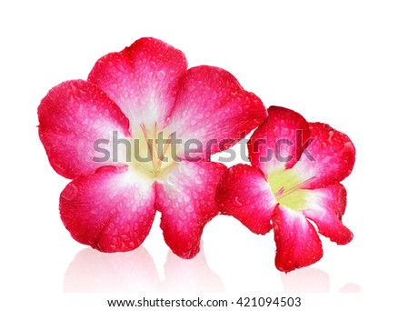beautiful wet red tropical flower and petals Plumeria flower isolated on white background with clipping path     