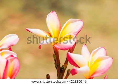 Close up of Frangipani flowers, Thailand